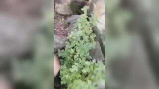 Petite Girl gets Fingered While her Bf Kisses her Threesome Leaked Video