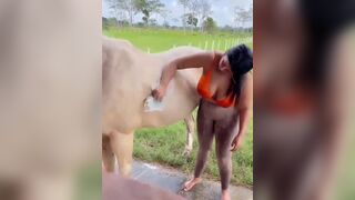 Busty Babe Flashing Her Big Tits While Washing a Horse Video