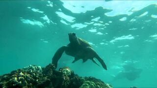 Luna Okko First Time In Hawaii - Luna's Journey (Episode 25) Video